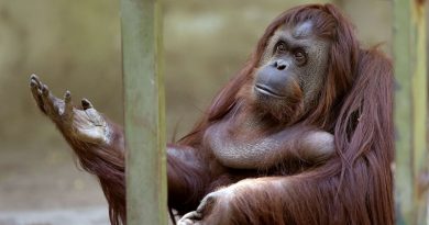 Buenos Aires tvrdí, že zajetí je pro zvířata ponižující a že proto uzavře svou zoo