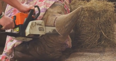Zoo ve Dvoře Králové nad Labem řeže nosorožcům rohy a ještě se touto legalizovanou ohavností chlubí