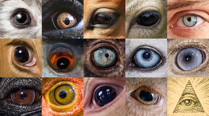 Oči zvířat